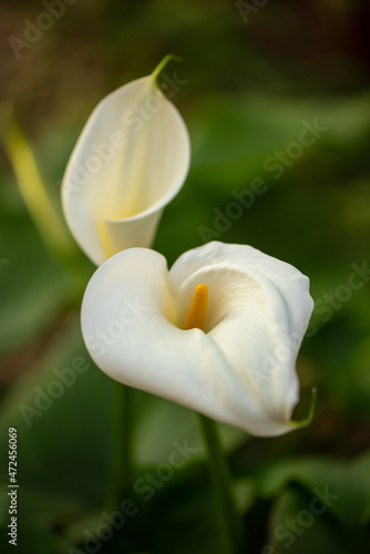 Fototapeta Naklejka Na Ścianę i Meble -  Elegant white Calla Lily/Lilies in the garden in early Spring in Israel
