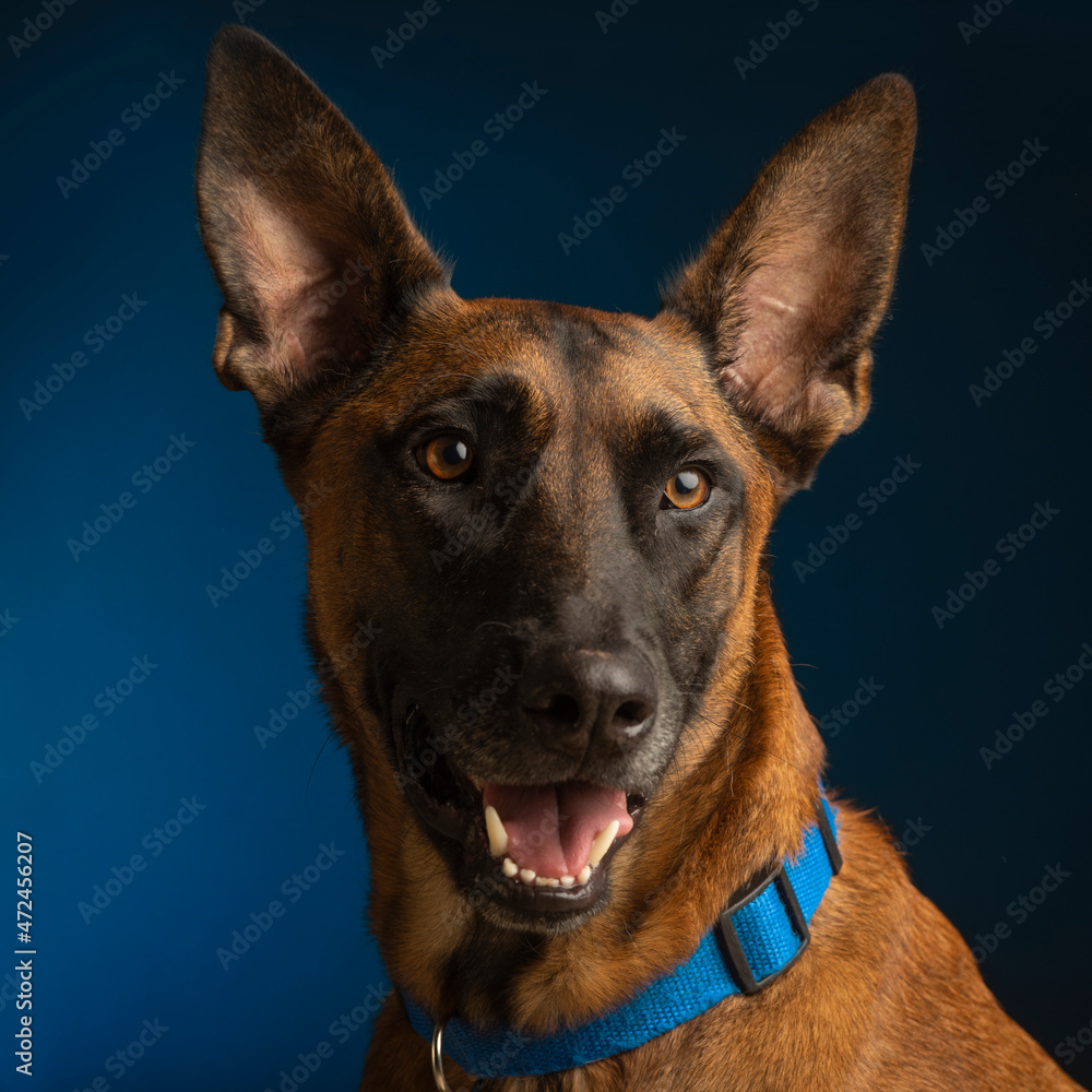 portrait of a dog in the studio portrait of a dog in the studio