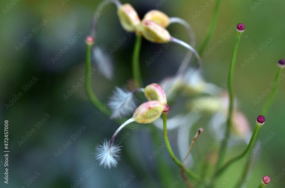 Nahaufnahme von Clematis-Samen Nahaufnahme von Clematis-Samen