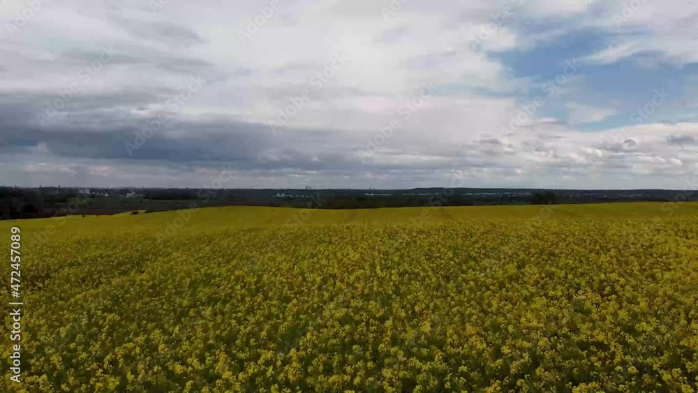 Ripe rapeseed field in Germany, top view Ripe rapeseed field in Germany, top view