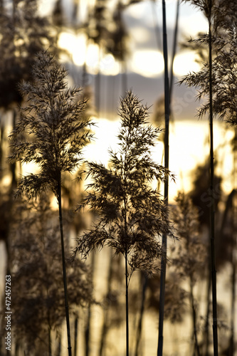 Reeds at sunset. Background. Nature. © Natalya Temnaya