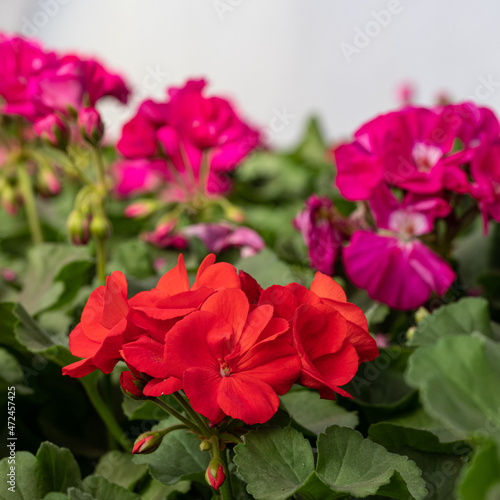 red flowers geranium in a pot with green leaves  in greenhouse