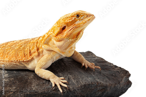 yellow agama lizard isolated on a white background