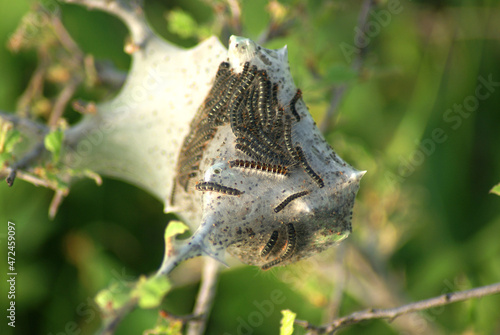 Tent caterpillar nest on a tree branch. Close-up photo