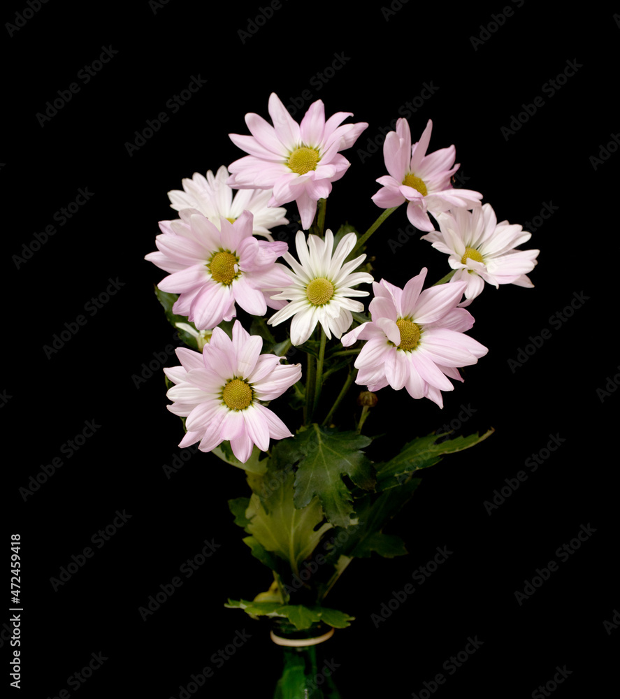 Lilac bouquet of chrysanthemums on a black background.