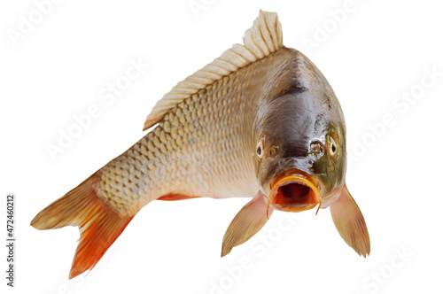 Carp with an open mouth in a jump. Surprised, shocked or amazed face front view. Isolated on white background.