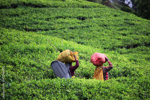 Two women picking carrying sacks of tea leaves on tea terrace plantations in Sri lanka