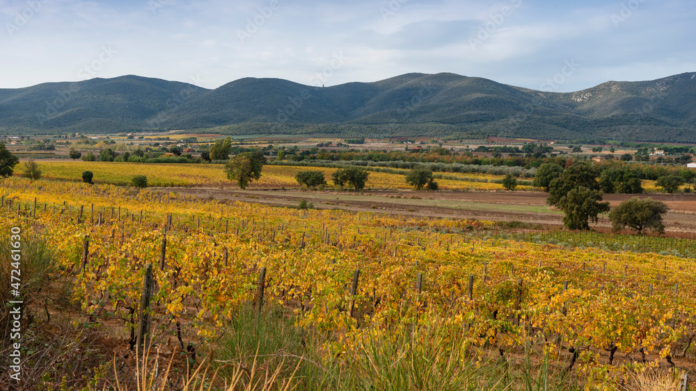 Foglie di vite in Autunno