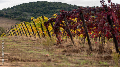 Foglie di vite in Autunno