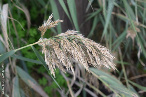 Closeup on the top of a common reed (Phragmites australis) plant