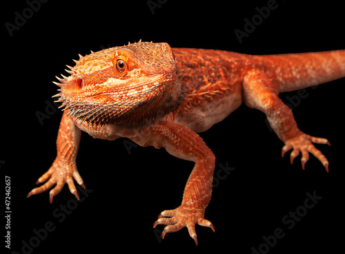 red agama lizard isolated on a black background