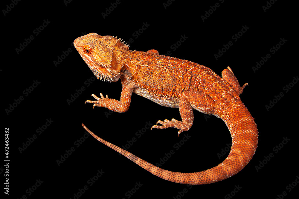 Naklejka premium red agama lizard isolated on a black background