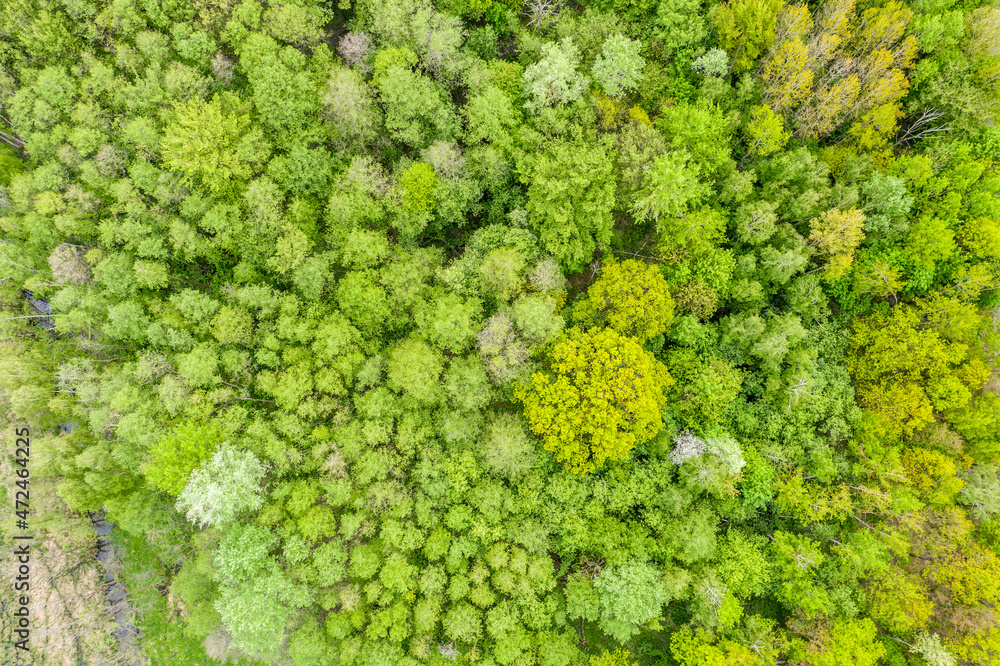 Naklejka premium Green forest foliage aerial view woodland tree canopy nature bac