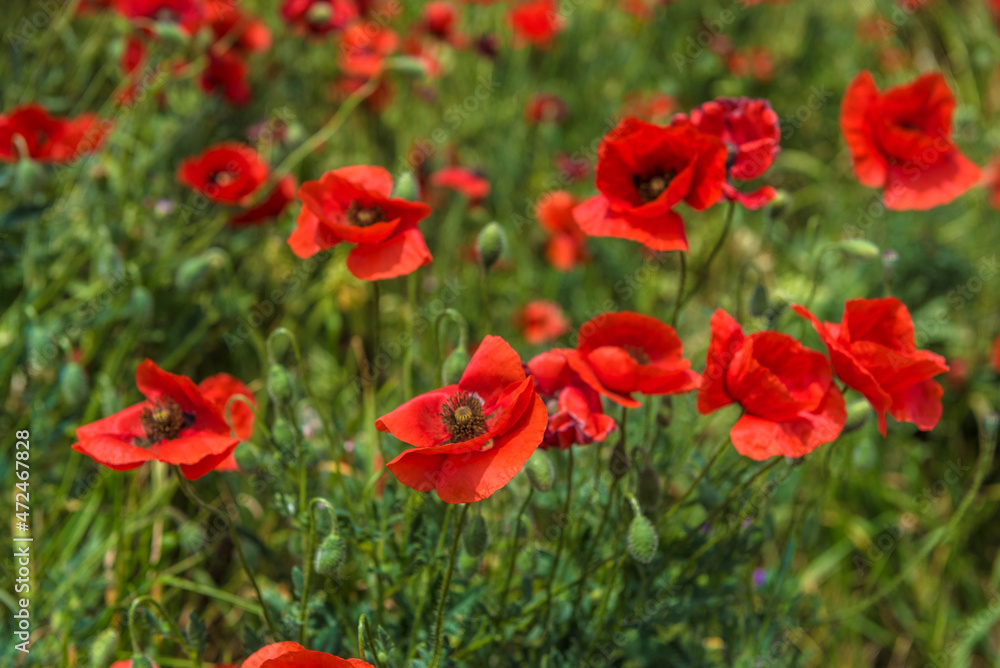 Red poppy flowers in the oil seed rape fields