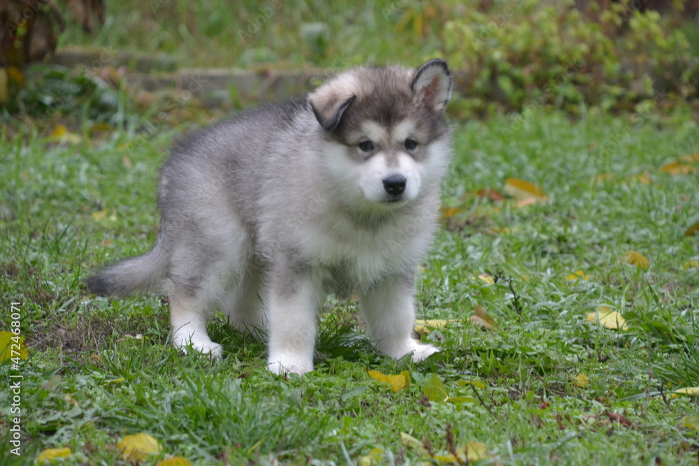 Alaskan Malamute on vacation in the summer