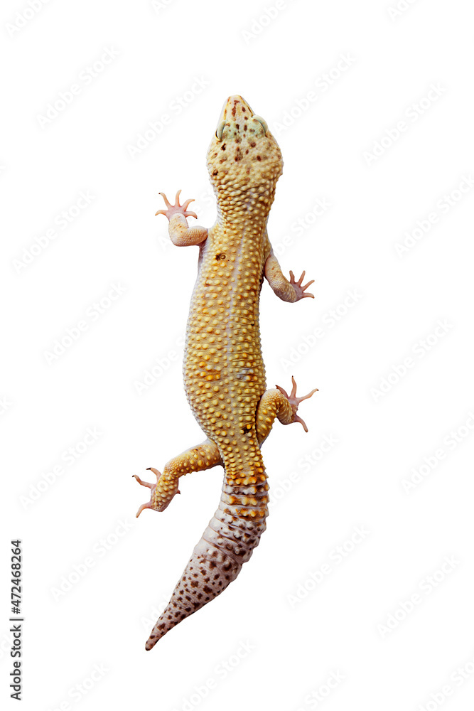 Naklejka premium yellow eublefar lizard isolated on a white background