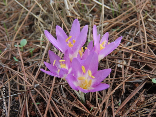 purple crocus flower