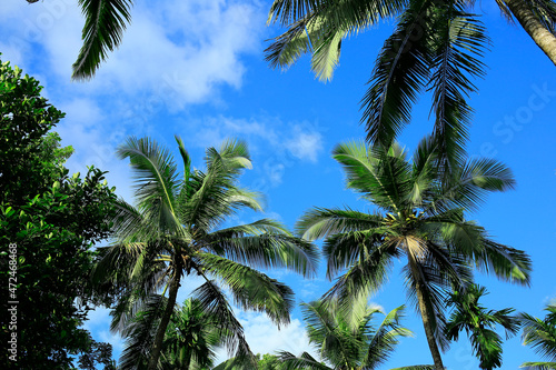 Wallpaper Mural Coconut Trees in the Blue Sky Background Torontodigital.ca