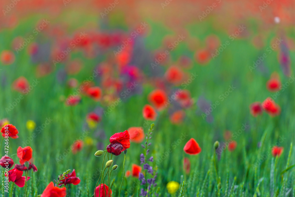 field with red poppies and purple flowers