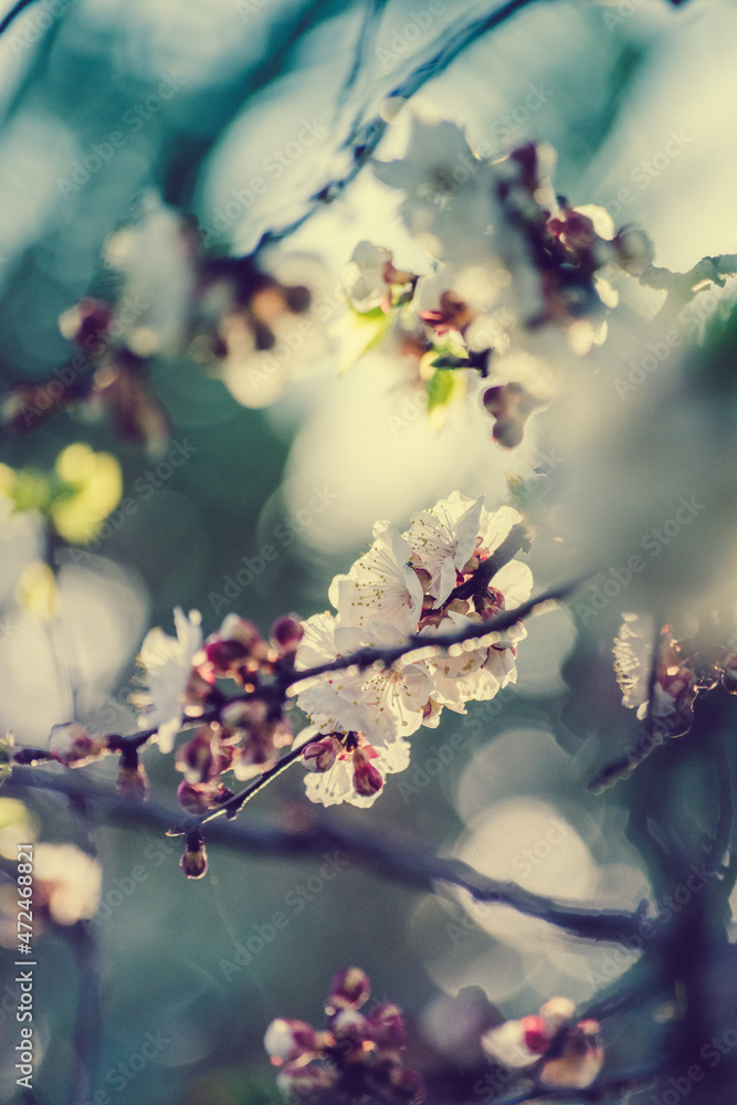 blossom blossom