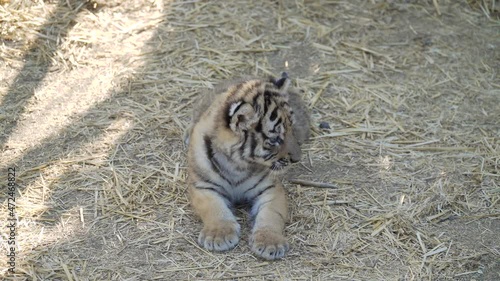 The Republic of Crimea. The city of Belogorsk. July 17, 2021. A funny little tiger cub lives in the enclosure of the Taigan Lion Park.