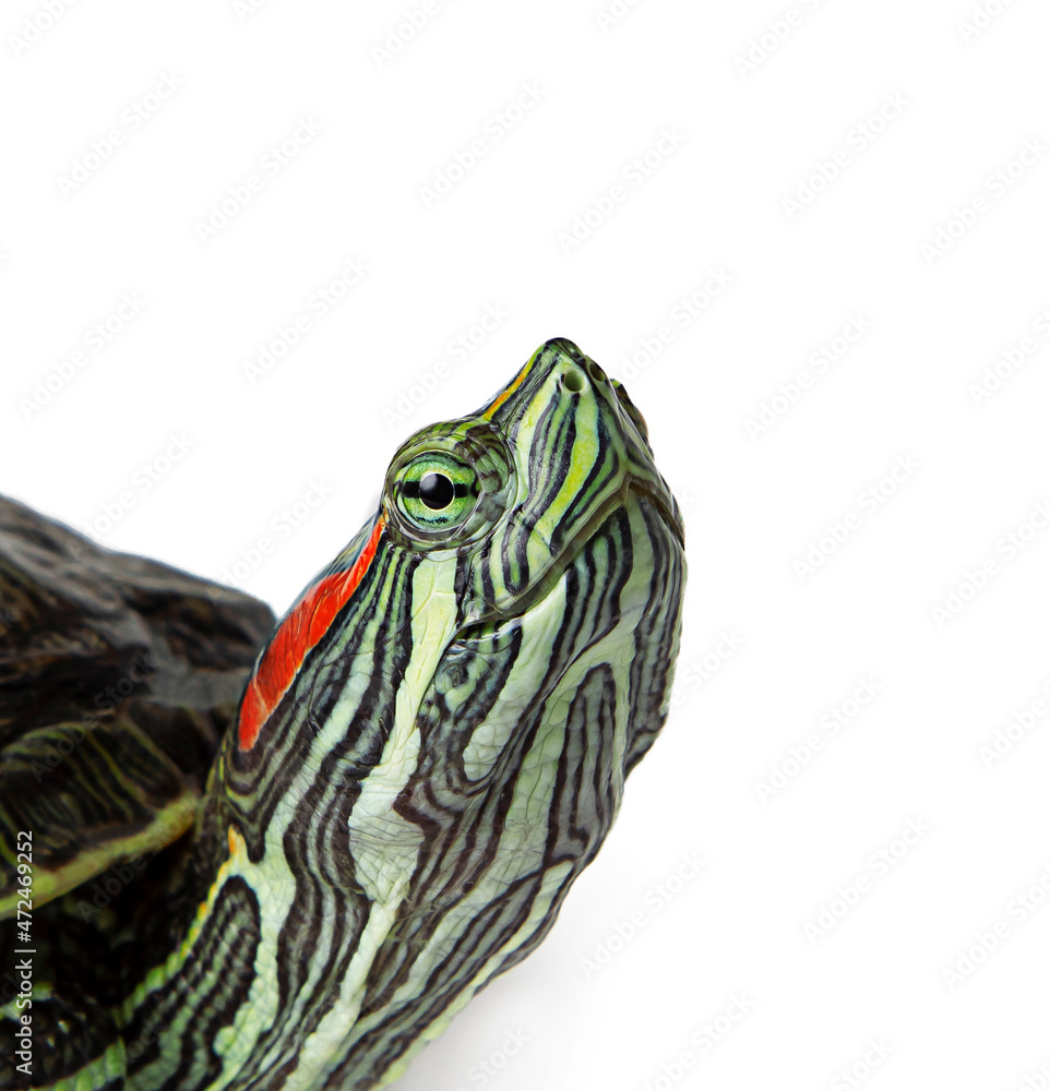 red-eared turtle isolated on a white background red-eared turtle isolated on a white background