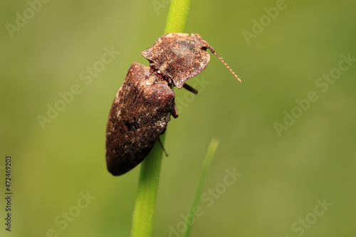 Relaxed Insect (Agrypnus Cordicollis) on The Green Leaves photo