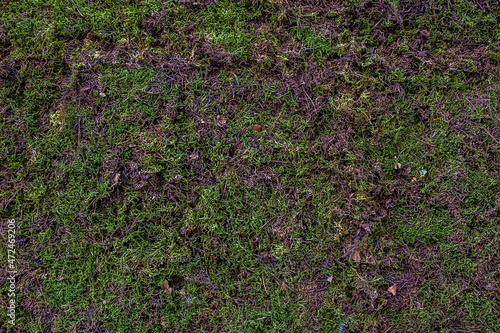 Green grass texture for background. Green lawn pattern and texture background. top view.