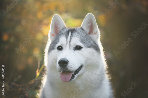 Portrait of gray and white siberian husky dog in the forest in autumn