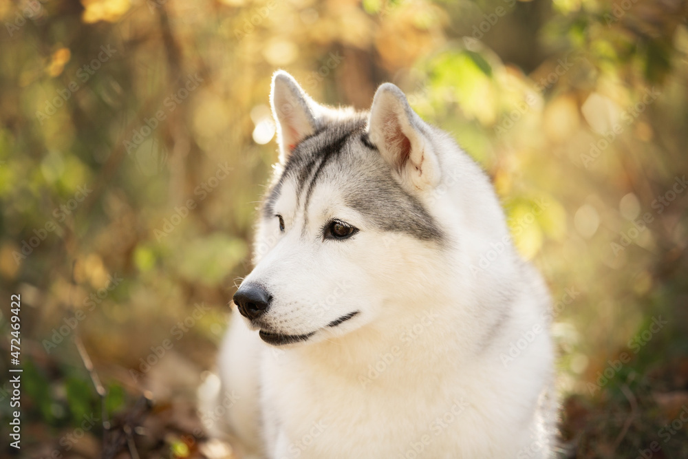 Portrait of gray and white siberian husky dog in the forest in autumn at sunset