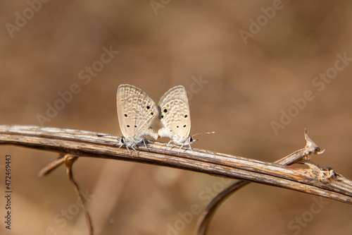 butterflies mating