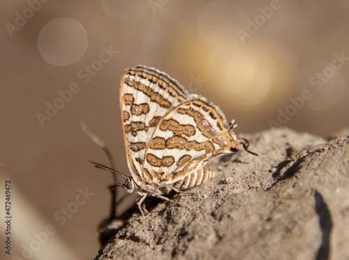 butterfly on the ground