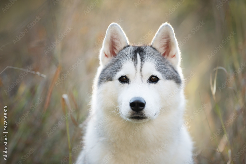 Portrait of gray and white siberian husky dog in the meadow in autumn at sunset