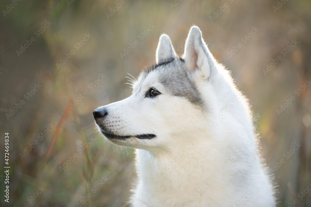 Portrait of gray and white siberian husky dog in the meadow in autumn at sunset Portrait of gray and white siberian husky dog in the meadow in autumn at sunset