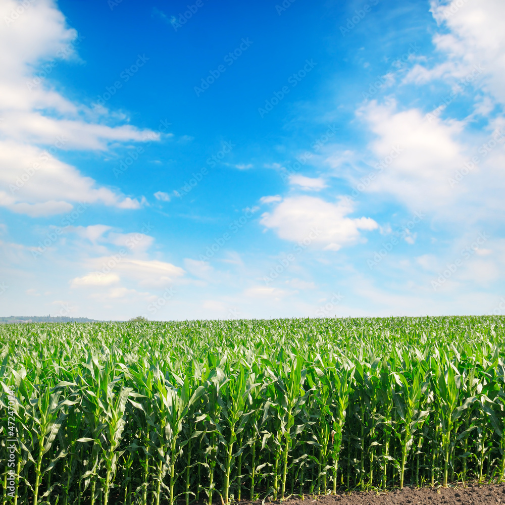 Corn field and sky with clouds Corn field and sky with clouds