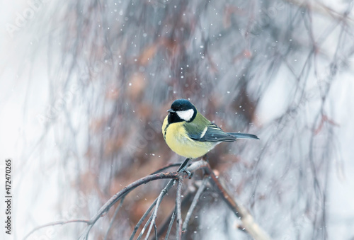 bird tit sits under falling snowflakes in the winter garden
