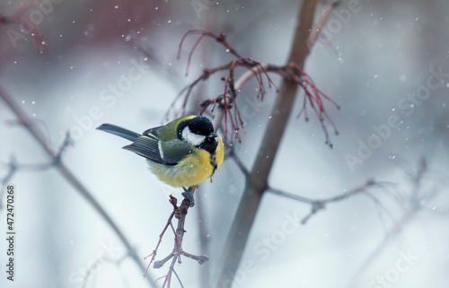 plump bird tit sits under falling snowflakes in the winter garden