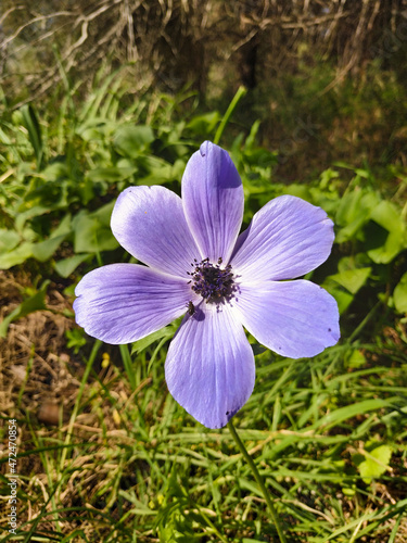 flowers in the garden