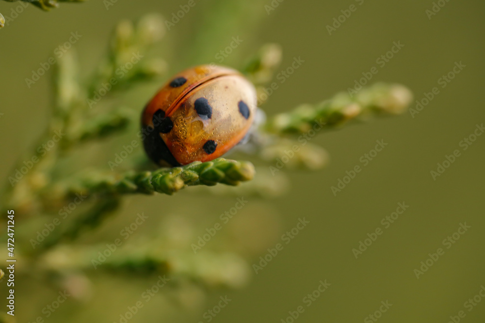 Obraz premium ladybug on a leaf
