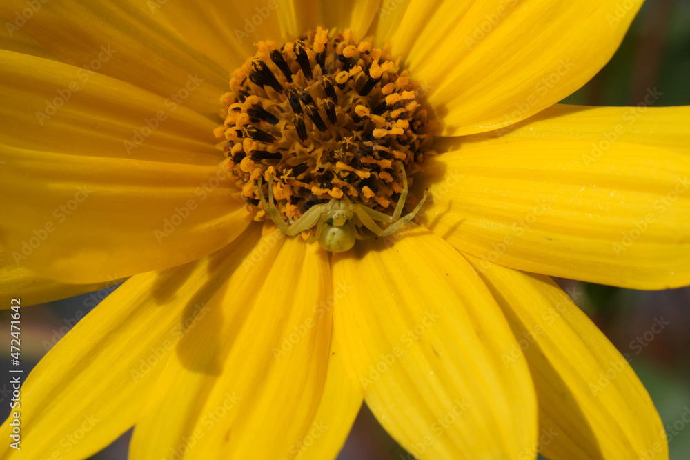 gelbe Krabbenspinne in Sonnenblume gelbe Krabbenspinne in Sonnenblume