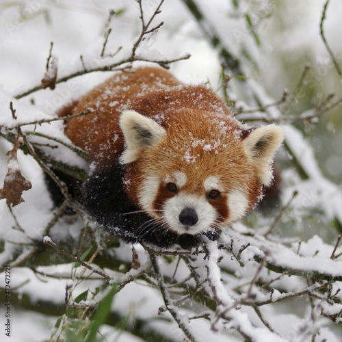 kleiner Pande im Schnee, sehr neugierig, Zoo Zürich