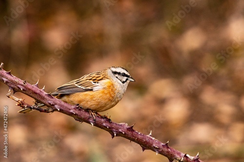 Emberiza cia - The mountain bunting is a species of passerine bird of the scribal family. photo