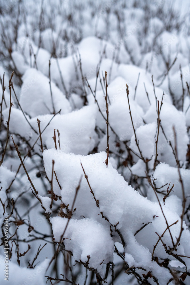 The branches of the bush are covered with snow. Details of snowy weather. Snowfall in the park. Snow covered bush.