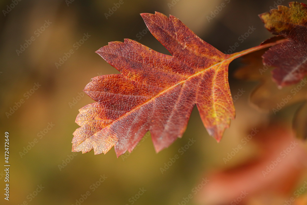 Obraz premium red maple leaf