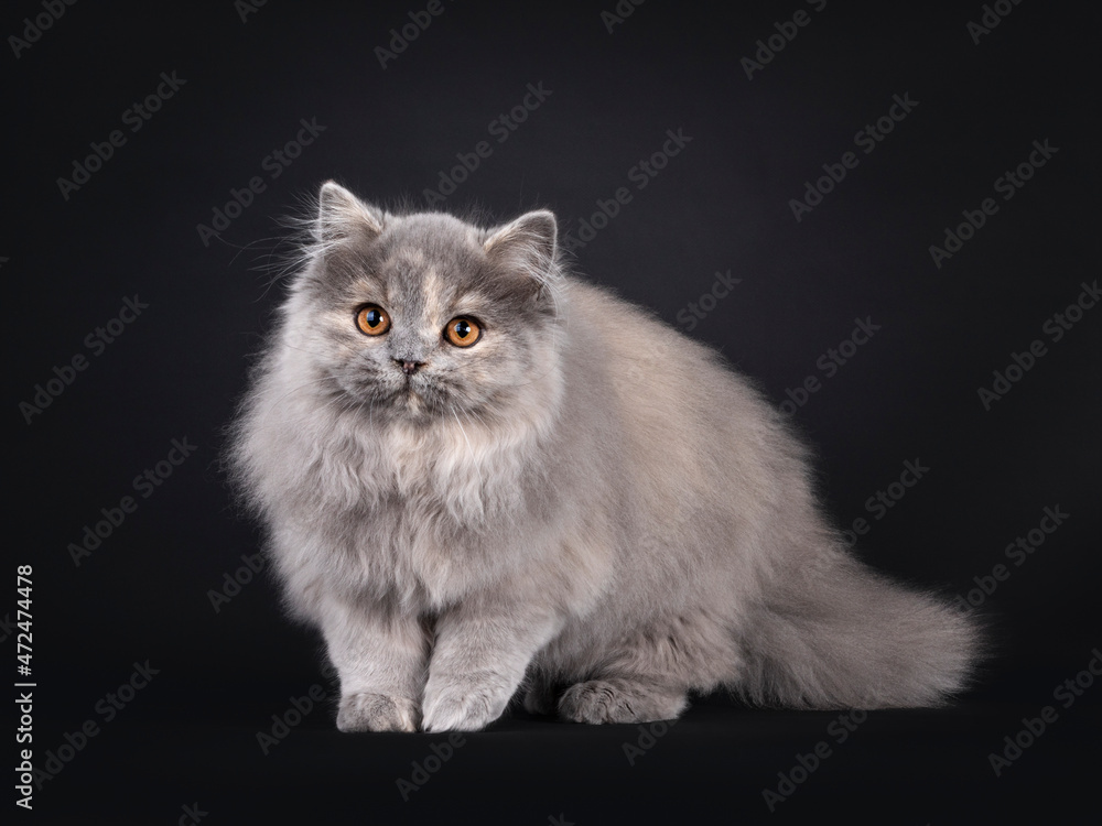 Fantastic fluffy tortie British Longhair cat kitten, standingside ways. Looking away from camera with orange eyes. Isolated on a black background.