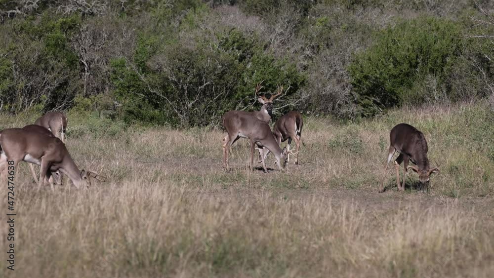 Beautiful Whitetail Deer Buck in Texas farmland Beautiful Whitetail Deer Buck in Texas farmland