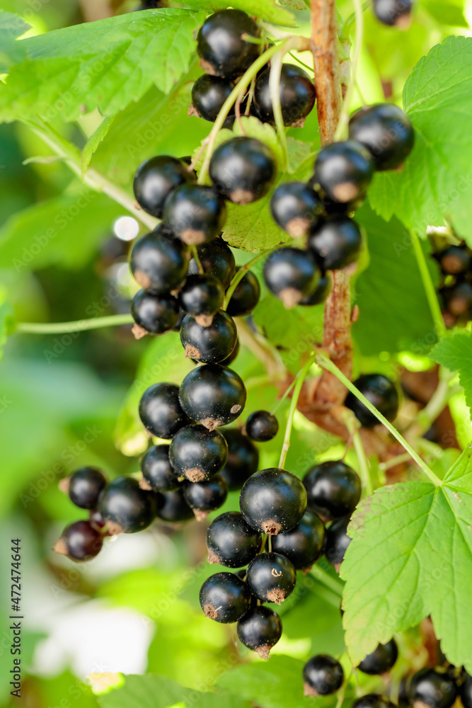Blackcurrants on the bush branch. Blackcurrants on the bush branch.