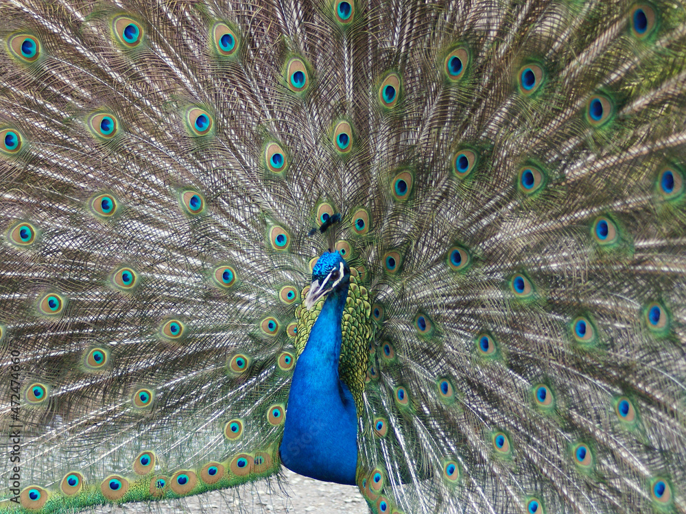 Fototapeta premium Pfau macht das Rad, Zoo Zürich
