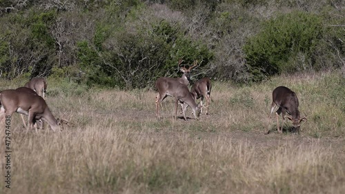 Beautiful Whitetail Deer Buck in Texas farmland	