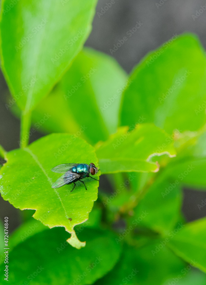 fly on leaf